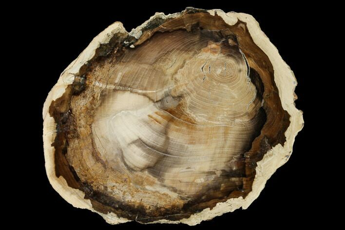 Petrified Wood (Cherry) Round - McDermitt, Oregon #166059